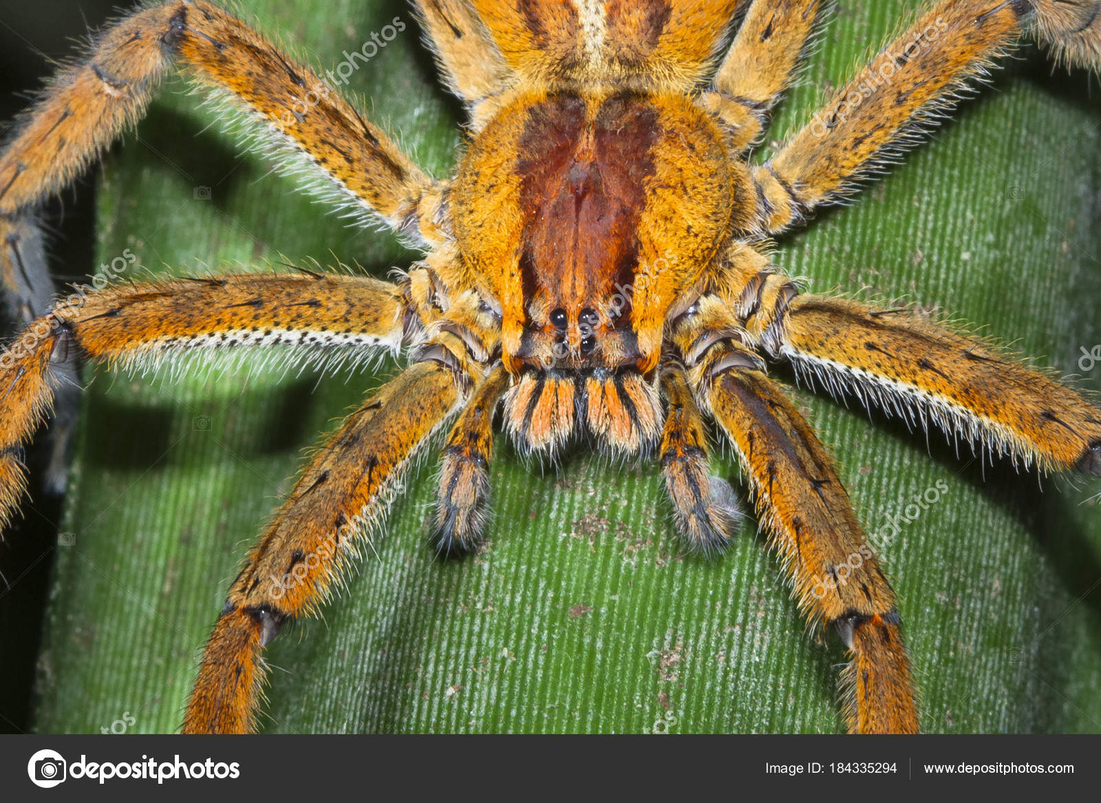 A Brazilian Wandering Spider Phoneutria Sp Waits In Ambush On A Leaf At Night In Costa Rica Royalty Free Photo Stock Image By C Kevinwellsphotography 184335294