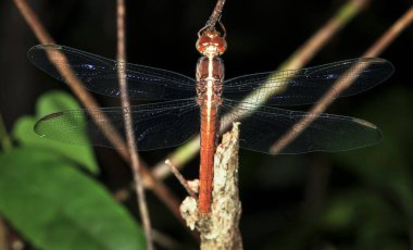 Bir yusufçuk bir dalda geceleri Belize'de aittir