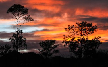 Günbatımı üzerinde uzun seyrek ağaçların, Güney Belize ile otlak.