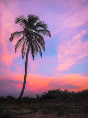 Bir palmiye ağacının uzun arasında bir açık çimenli alan plajın yanında duruyor. Karayip Denizi büyük Mısır Island, Nicaragua