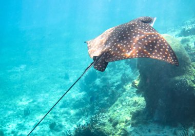 Bir benekli eagle ray (Aetobatus narinari) mercan Karayip Denizi boyunca yüzüyor. Mısır Adaları, Nicaragua