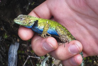 Bir zümrüt swift (aka yeşil dikenli kertenkele, Sceloporus malachiticus) tutuluyor. Chirripo Milli Parkı, Kosta Rika