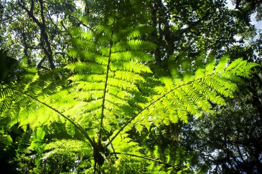 İçinde karanlık Monteverde bulut ormanı, Kosta Rika ışığında aydınlatılmış bir büyük ağaç fern (sipariş Cyatheales)