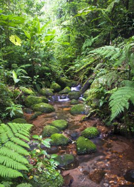 A stream flows through the dense jungle in the Monteverde Cloud Forest, Costa Rica clipart
