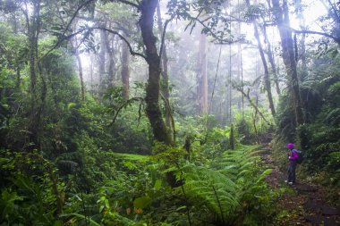 A hiker admires the dense and lush jungle of the Monteverde cloud forest, Costa Rica clipart