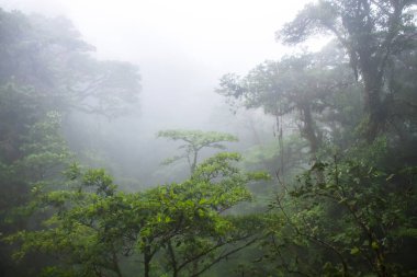 The middle and upper canopy of the lush Monteverde cloud forest in Costa Rica, with typical dense clouds clipart