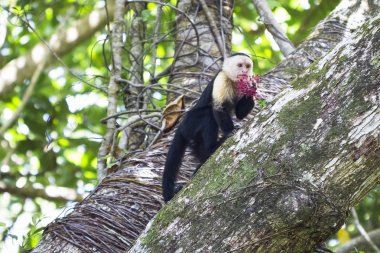 Bir ağaç Tortuguero Milli Parkı, Kosta Rika tırmanma bir AK capuchin maymunu (Cebus capucinus)