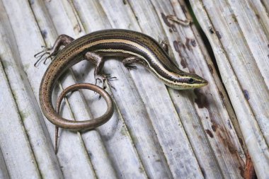 Ölü yaprak Talamanca, Kosta Rika üzerinde skink (Sphenomorphus cherriei) çöp