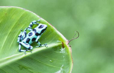 Yeşil ve siyah zehirli ok kurbağası (Dendrobates hava) üzerindeki muz yaprak Kosta Rika