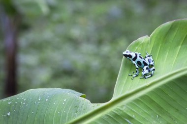 Yeşil ve siyah zehirli ok kurbağası (Dendrobates hava) üzerindeki muz yaprak Kosta Rika