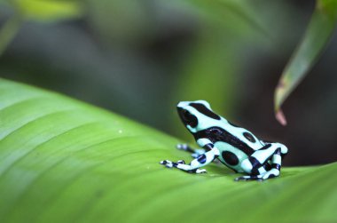 Kosta Rika bir muz yaprak yeşil ve siyah zehirli ok kurbağası (Dendrobates hava) oturur
