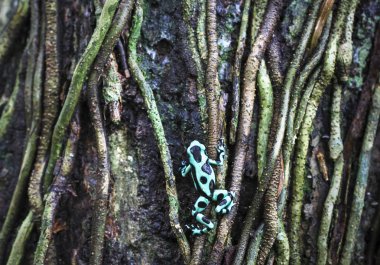 Yeşil ve siyah zehirli ok kurbağası (Dendrobates hava) Kosta Rika bir ağaca tırmanıyor