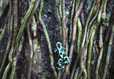 A green and black poison dart frog (Dendrobates auratus) climbs a tree in Costa Rica clipart