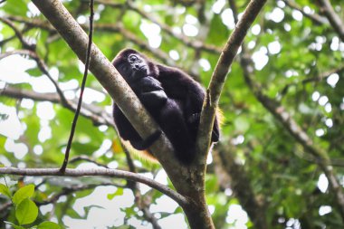 Bir ağaç Tortuguero Milli Parkı, Kosta Rika, uyuyan bir mantled uluyan maymun (Alouatta palliata)