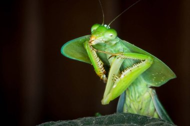Kukuletalı mantis (Choeradodis rhomboidea) bir yaprağına geceleri Kosta Rika oturur