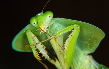 Kukuletalı mantis (Choeradodis rhomboidea) onun anten geceleri Kosta Rika temizler