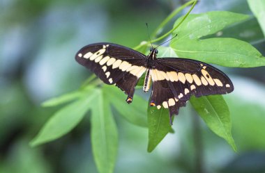 Kosta Rika bir yaprak üzerinde açılış Thoas swallowtail kelebek (Papilio thoas)