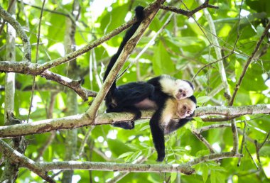 Bir çift başlıklı capuchin maymun (Cebus capucinus) rahatlatıcı bir ağacında Cahuita Milli Parkı, Kosta Rika
