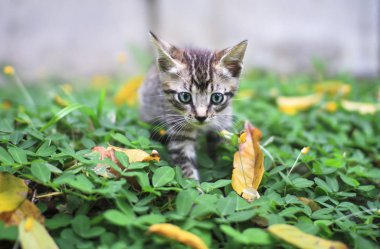 Tabby yavru kedi bir yatak ot ve yonca Kosta Rika size yürür