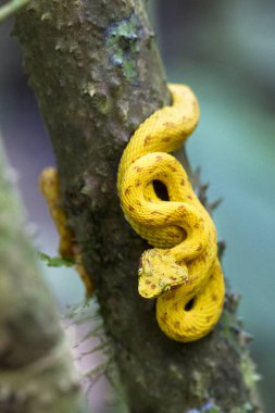 Pusuda bekler gibi bir kirpik viper (Bothriechis schlegelii) bir ağaç dalı bukleler. Tortuguero Milli Parkı, Kosta Rika