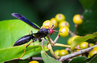 Wasp ormanda Tortuguero Milli Parkı, Kosta Rika