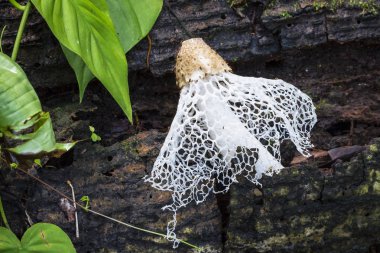 A Veiled Lady mushroom (Phallus indusiatus) on the jungle floor in Costa Rica clipart