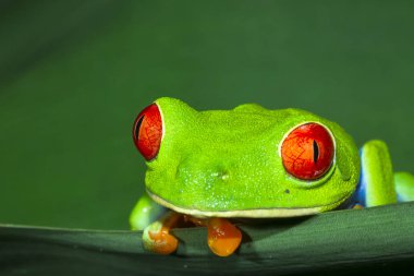 Bir kırmızı treefrog (amfibi callidryas) üzerindeki yaprak geceleri Tortuguero Milli Parkı, Kosta Rika gözlü