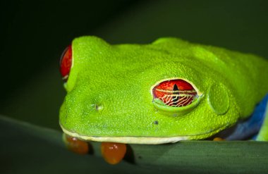 Bir kırmızı treefrog (amfibi callidryas) üzerindeki yaprak geceleri Tortuguero Milli Parkı, Kosta Rika gözlü