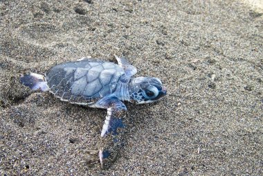 Bir bebek yeşil yuva yükselen sonra okyanusa doğru sürünerek kaplumbağası (Chelonia mydas). Tortuguero Milli Parkı, Kosta Rika