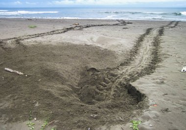 İç içe site ve yeşil deniz sahile yumurtlamak için gelen kaplumbağa (Chelonia mydas) izleri. Tortuguero Milli Parkı, Kosta Rika.