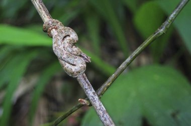 Bir kirpik viper (Bothriechis schlegelii) sabırla pusu için bekleyen bir ağaçta oturuyor. Tortuguero Milli Parkı, Kosta Rika