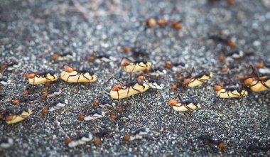 Ordu karıncalar (Ecitoninae alt familya) bir koloni yumurta yeni bir yuva konuma taşır. Tortuguero Milli Parkı, Kosta Rika