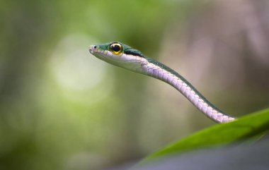 Saten papağan yılanı (Leptophis ahaetulla) orman yeşillik üzerinde duruyor. Tortuguero Milli Parkı, Kosta Rika