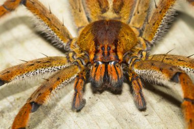 Bir göçebe örümcek (aile Ctenidae) kadar kapatın gece Kosta Rika