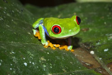 Bir kırmızı treefrog (amfibi callidryas) üzerindeki yaprak geceleri Tortuguero Milli Parkı, Kosta Rika gözlü