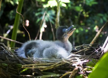 Bir bebek tekne - gagalı balıkçıl (Cochlearius cochlearius), hala onun gözleri kapalı, yuva içinde güneşli bir günde Tortuguero Milli Parkı, Kosta Rika oturur
