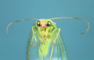 Bir ortak yeşil lacewing (Chrysoperla carnea) yakından