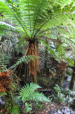 Yeni Zelanda'nın Güney Adası ılıman yağmur ormanlarında büyük bir ağaç fern (Cyathea sp.)