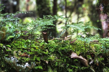 Yeni Zelanda'da bir hemşire günlüğünden genç bitkiler büyümek