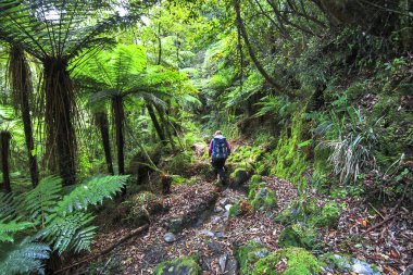 A hiker walks along a trail through dense temperate rainforest on New Zealand's south island clipart