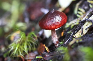 Bir şarap kap stropharia (Stropharia rugosoannulata): Arthur's Pass Ulusal Park, Avustralya