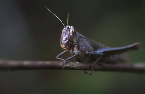 A grasshopper sits on a branch in Belize — Stock Photo, Image