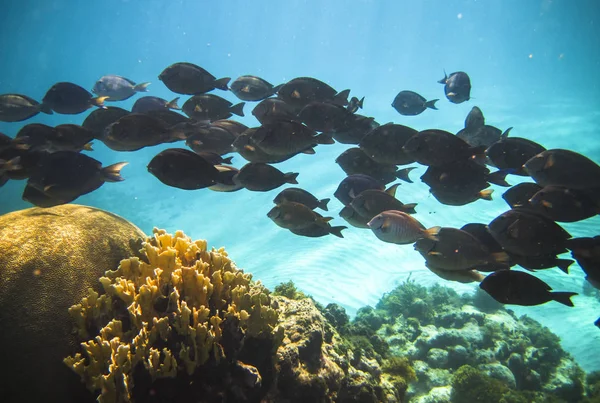 A school of doctorfish (Acanthurus chirurgus) swim along the coral reef in the Carribean, Little Corn Island, Nicaragua — Stock Photo, Image