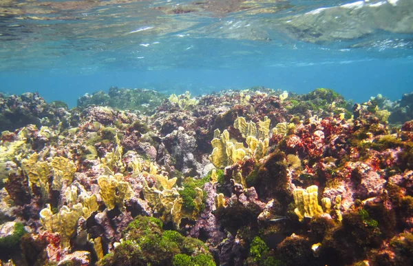 Un arrecife de coral poco profundo en las Islas del Maíz, Nicaragua en el Caribe como se ve en un día soleado — Foto de Stock