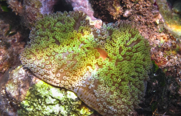 An anemone off the shore of Little Corn Island, Nicaragua in the Caribbean Sea — Stock Photo, Image