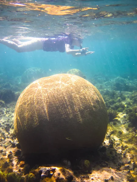Un snorkeler nada por encima de un gran pedazo de coral cerebral (familia Mussidae o Merulinidae) en el mar Caribe. Islas del Maíz, Nicaragua — Foto de Stock