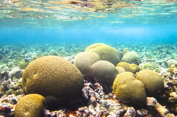 Comunidad de corales cerebrales (familia Mussidae o Merulinidae) en el Mar Caribe. Islas del Maíz, Nicaragua — Foto de Stock
