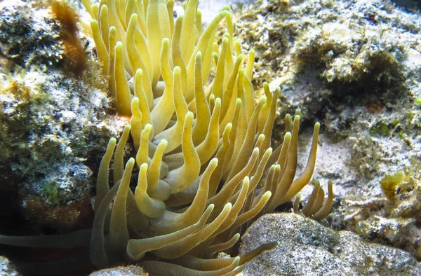 An anemone off the shore of Little Corn Island, Nicaragua in the Caribbean Sea — Stock Photo, Image