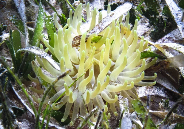 An anemone off the shore of Little Corn Island, Nicaragua in the Caribbean Sea — Stock Photo, Image