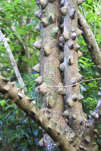 Büyük inişli çıkışlı dikenler (Bombacopsis quinata) pochote ağacının gövde satır. Monteverde, Kosta Rika fotoğrafı — Stok fotoğraf